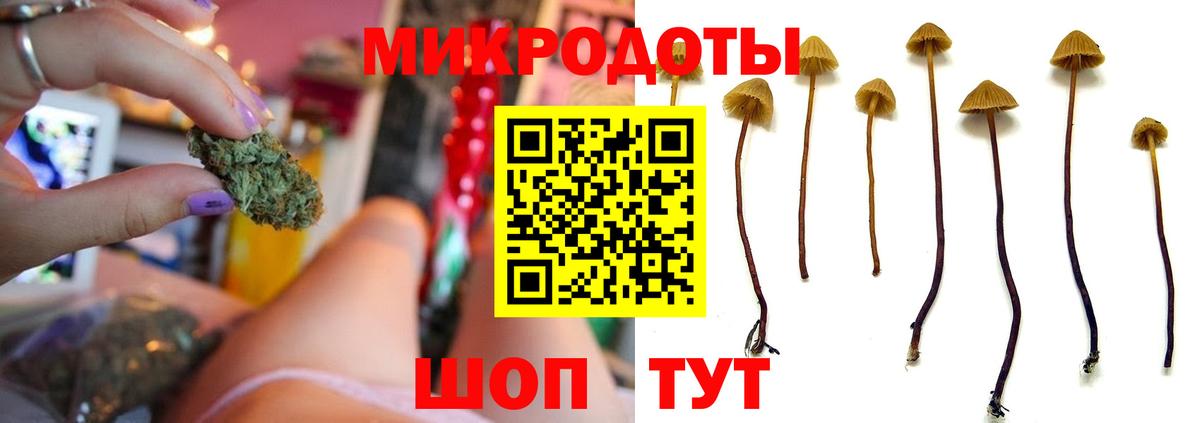 Псилоцибиновые грибы GOLDEN TEACHER  Вход с VPN  Курчалой  где можно купить наркотик  Псилоцибиновые грибы Psilocybe 